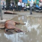 Two horses died due to electrocution in Hapur IMAGE CREDIT TO REPORTER