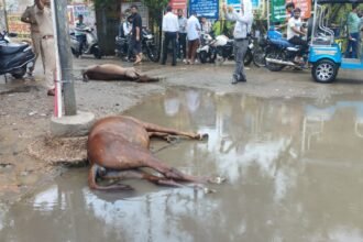 Two horses died due to electrocution in Hapur IMAGE CREDIT TO REPORTER