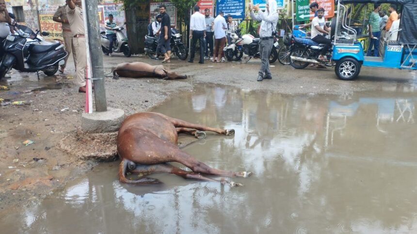 Two horses died due to electrocution in Hapur IMAGE CREDIT TO REPORTER