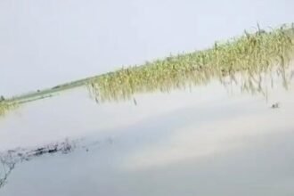 Rising Yamuna water level troubles farmers; hundreds of bighas of crops submerged in water in the Jewar region. IMAGE CREDIT TO REPORTER