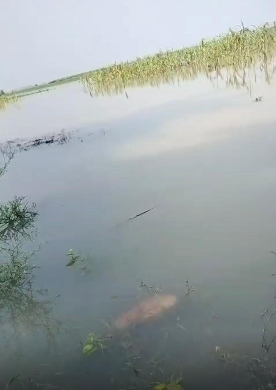 Rising Yamuna water level troubles farmers; hundreds of bighas of crops submerged in water in the Jewar region. IMAGE CREDIT TO REPORTER