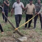 20-Foot Python Spotted in Field, Panic Among Farmers; Forest Department Conducts Successful Rescue IMAGE CREDIT TO REPORTER