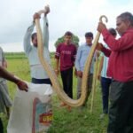 15-Foot Python Found in Sugarcane Field in Hapur, Spectacle Lasts for Hours Amidst Panic Among Villagers IMAGE CREDIT TO Forest Department