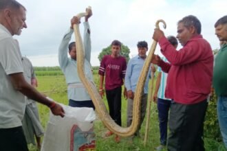 15-Foot Python Found in Sugarcane Field in Hapur, Spectacle Lasts for Hours Amidst Panic Among Villagers IMAGE CREDIT TO Forest Department