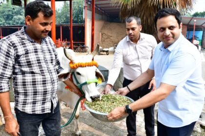 On Govardhan Puja, the Municipal Commissioner organized a grand event at Nandi Park Gaushala, feeding the cattle green fodder and jaggery IMAGE CREDIT TO NAGAR NIGAM