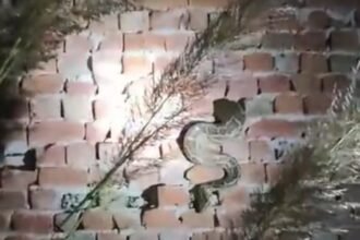 A 15-foot python got stuck through the wall of an under-construction house, causing panic in the area IMAGE CREDIT TO REPORTER