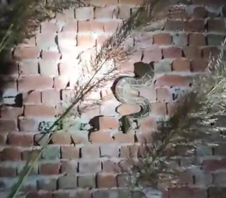 A 15-foot python got stuck through the wall of an under-construction house, causing panic in the area IMAGE CREDIT TO REPORTER