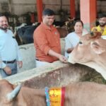 On the occasion of Gopashtami, cow worship was performed in the cowshed, and jaggery along with green fodder was offered to the cows, praying for the prosperity of the town IMAGE CREDIT TO NAGAR PALIKA