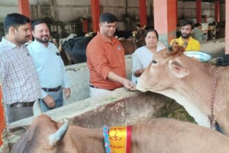 On the occasion of Gopashtami, cow worship was performed in the cowshed, and jaggery along with green fodder was offered to the cows, praying for the prosperity of the town IMAGE CREDIT TO NAGAR PALIKA