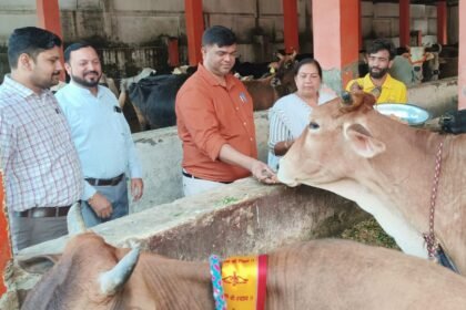 On the occasion of Gopashtami, cow worship was performed in the cowshed, and jaggery along with green fodder was offered to the cows, praying for the prosperity of the town IMAGE CREDIT TO NAGAR PALIKA