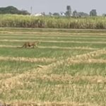 Three leopards spotted in sugarcane fields, creating an atmosphere of panic in the village; demand for immediate action from the Forest Department IMAGE CREDIT TO REPORTER
