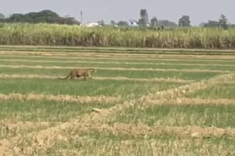 Three leopards spotted in sugarcane fields, creating an atmosphere of panic in the village; demand for immediate action from the Forest Department IMAGE CREDIT TO REPORTER