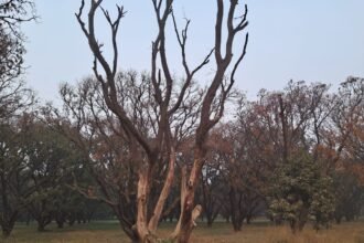 Allegations of 125 mango trees drying up at Jain Farm, chaos sparked by suspicion of a land deal IMAGE CREDIT TO REPORTER