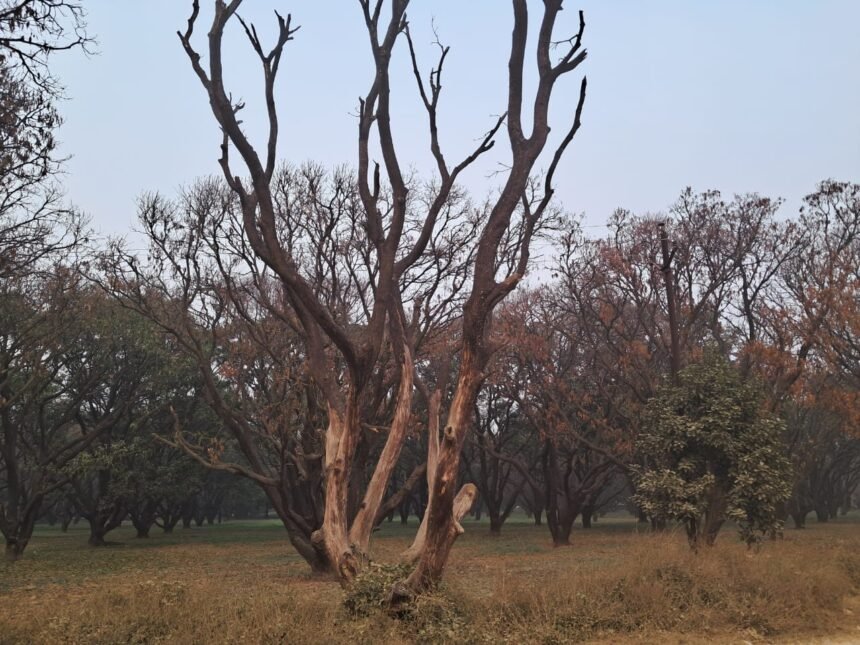 Allegations of 125 mango trees drying up at Jain Farm, chaos sparked by suspicion of a land deal IMAGE CREDIT TO REPORTER
