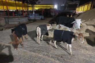 The Municipal Corporation dressed the cattle in warm clothes and laid tarpaulins in the cowshed IMAGE CREDIT TO NAGAR NIGAM