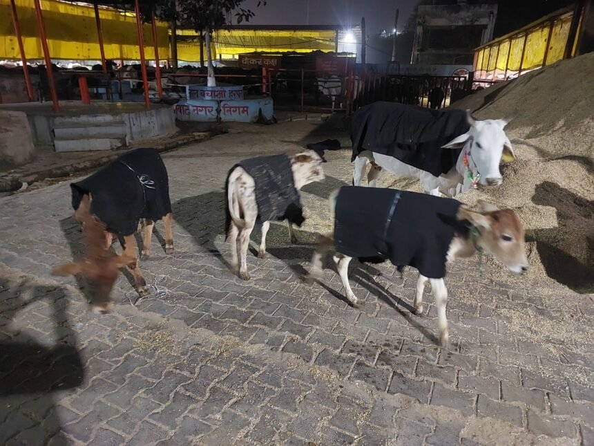 The Municipal Corporation dressed the cattle in warm clothes and laid tarpaulins in the cowshed IMAGE CREDIT TO NAGAR NIGAM