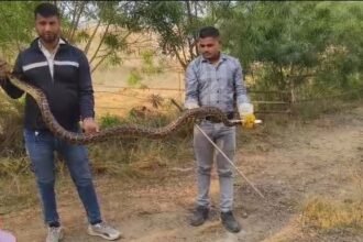 A 10-foot-long python found behind the HPDA office, causing a panic IMAGE CREDIT TO forest department