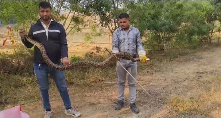A 10-foot-long python found behind the HPDA office, causing a panic IMAGE CREDIT TO forest department