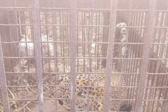Impact of the viral video: a second leopard got trapped in a snare, causing panic among villagers; now the demand to capture the third one has intensified IMAGE CREDIT TO वन विभाग