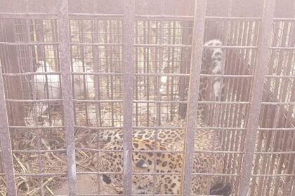 Impact of the viral video: a second leopard got trapped in a snare, causing panic among villagers; now the demand to capture the third one has intensified IMAGE CREDIT TO वन विभाग