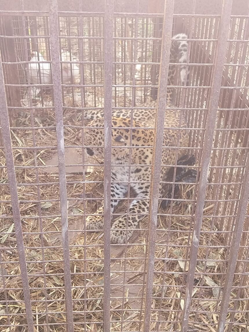 Impact of the viral video: a second leopard got trapped in a snare, causing panic among villagers; now the demand to capture the third one has intensified IMAGE CREDIT TO वन विभाग