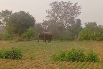 A rogue elephant wreaks havoc in sugarcane fields, destroying farmers’ crops IMAGE CREDIT TO REPORTER