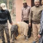The elephant cub was sent to Pilibhit Tiger Conservation Area wearing a garland of flowers IMAGE CREDIT TO वन विभाग