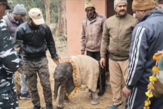 The elephant cub was sent to Pilibhit Tiger Conservation Area wearing a garland of flowers IMAGE CREDIT TO वन विभाग