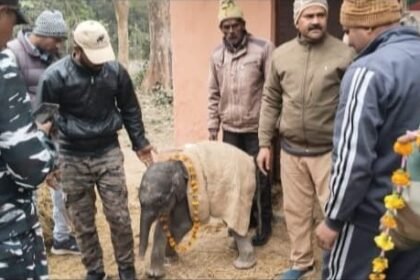 The elephant cub was sent to Pilibhit Tiger Conservation Area wearing a garland of flowers IMAGE CREDIT TO वन विभाग