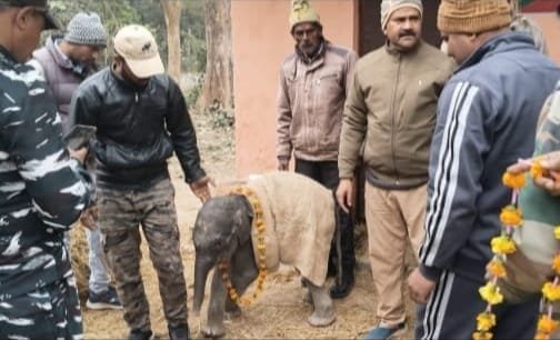 The elephant cub was sent to Pilibhit Tiger Conservation Area wearing a garland of flowers IMAGE CREDIT TO वन विभाग