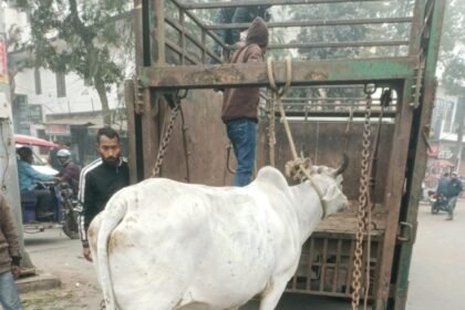 The Municipal Corporation is taking destitute cattle to the cowshed IMAGE CREDIT TO NAGAR NIGAM