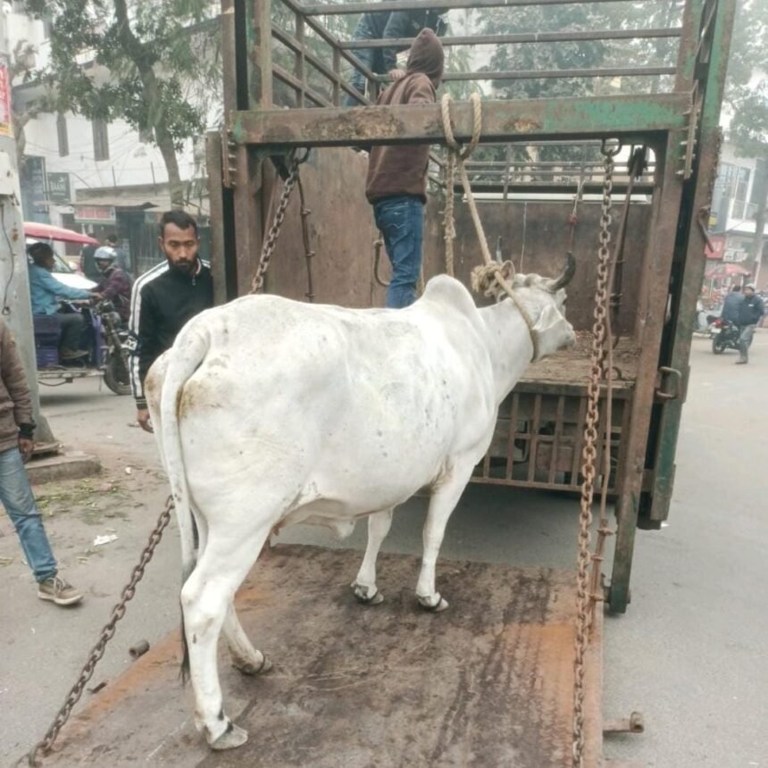 The Municipal Corporation is taking destitute cattle to the cowshed IMAGE CREDIT TO NAGAR NIGAM