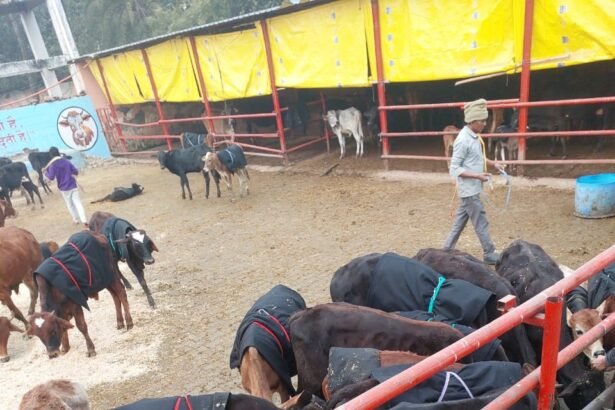 The Municipal Corporation made arrangements for swings for cows in winter IMAGE CREDIT TO NAGAR NIGAM