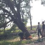 Ax fell again on lush green mango orchards, questions raised on the role of administration IMAGE CREDIT TO REPORTER