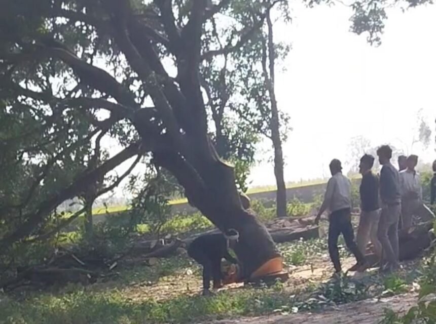Ax fell again on lush green mango orchards, questions raised on the role of administration IMAGE CREDIT TO REPORTER