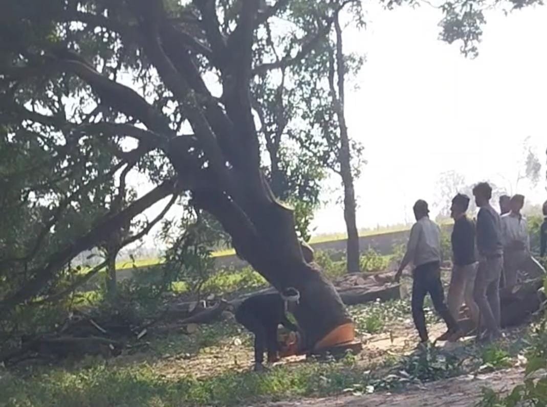 Ax fell again on lush green mango orchards, questions raised on the role of administration IMAGE CREDIT TO REPORTER