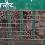 New Year 20 End of panic in Chandak area: Guldar captured in cage, villagers heaved a sigh of relief Big gift of 26: Grand auction of Ghaziabad Development Authority IMAGE CREDIT TO REPORTER