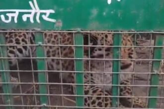 New Year 20 End of panic in Chandak area: Guldar captured in cage, villagers heaved a sigh of relief Big gift of 26: Grand auction of Ghaziabad Development Authority IMAGE CREDIT TO REPORTER