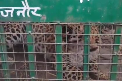 New Year 20 End of panic in Chandak area: Guldar captured in cage, villagers heaved a sigh of relief Big gift of 26: Grand auction of Ghaziabad Development Authority IMAGE CREDIT TO REPORTER