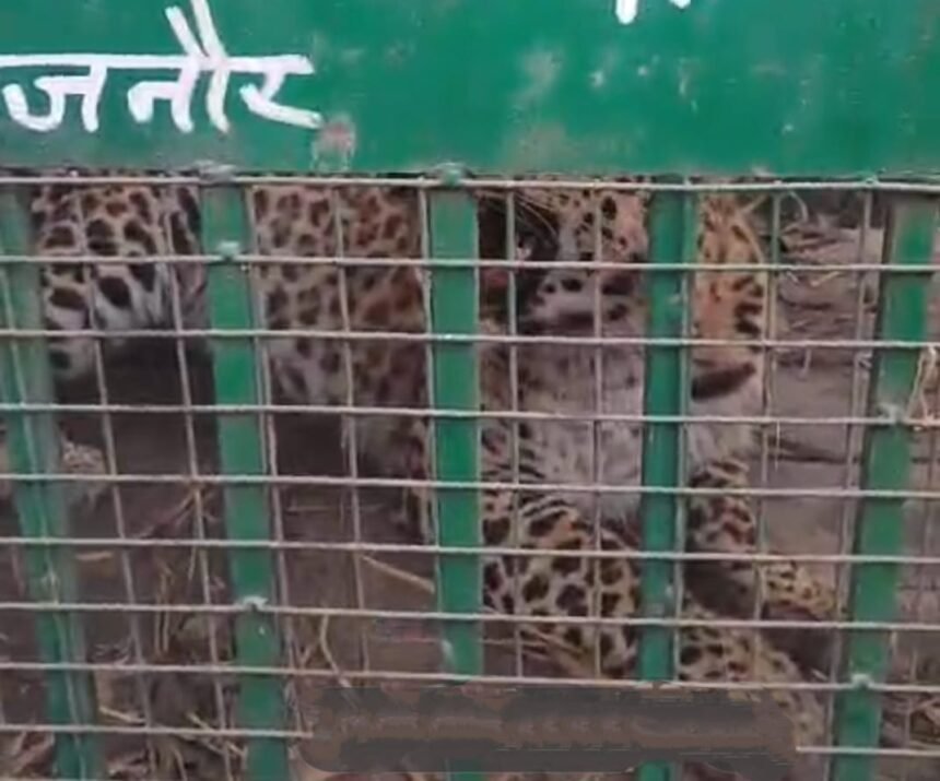 New Year 20 End of panic in Chandak area: Guldar captured in cage, villagers heaved a sigh of relief Big gift of 26: Grand auction of Ghaziabad Development Authority IMAGE CREDIT TO REPORTER