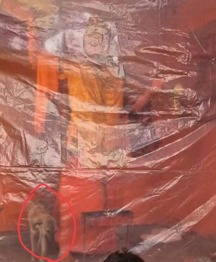 Dog circumambulating Hanuman idol became the center of faith, crowd of devotees gathered at Nandpur temple IMAGE CREDIT TO REPORTER