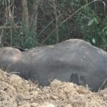 A male elephant died a mysterious death in the Najibabad area, causing a stir after its carcass was found in a field. IMAGE CREDIT TO REPORTER