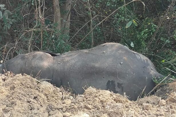 A male elephant died a mysterious death in the Najibabad area, causing a stir after its carcass was found in a field. IMAGE CREDIT TO REPORTER