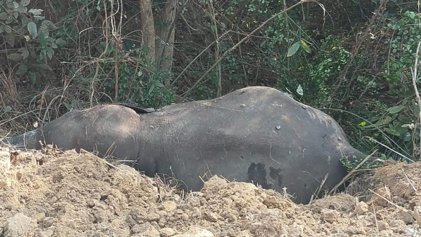 A male elephant died a mysterious death in the Najibabad area, causing a stir after its carcass was found in a field. IMAGE CREDIT TO REPORTER