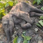 Elephant calf's carcass found in Badhapur forest area, feared dead due to severe cold IMAGE CREDIT TO वन विभाग