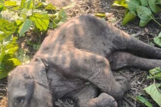 Elephant calf's carcass found in Badhapur forest area, feared dead due to severe cold IMAGE CREDIT TO वन विभाग