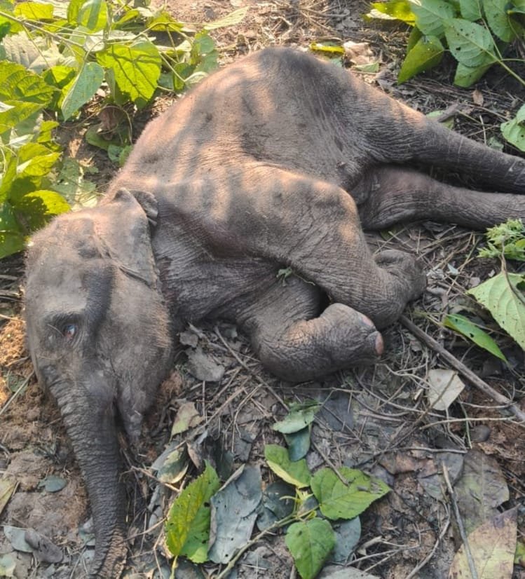 Elephant calf's carcass found in Badhapur forest area, feared dead due to severe cold IMAGE CREDIT TO वन विभाग
