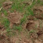 Wild elephants wreak havoc: Sugarcane, wheat and mustard crops crushed, farmers in panic IMAGE CREDIT TO REPORTER