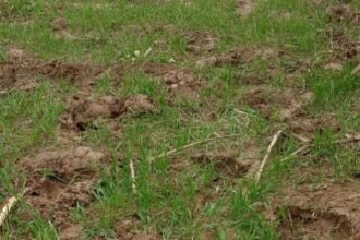 Wild elephants wreak havoc: Sugarcane, wheat and mustard crops crushed, farmers in panic IMAGE CREDIT TO REPORTER