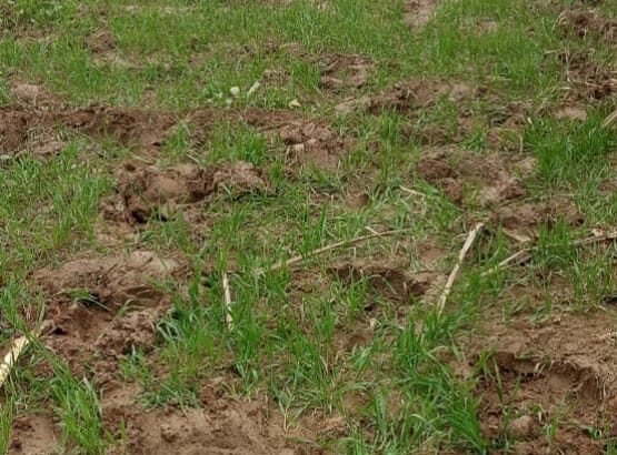 Wild elephants wreak havoc: Sugarcane, wheat and mustard crops crushed, farmers in panic IMAGE CREDIT TO REPORTER